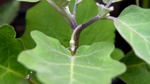 Pequena Flor Crescimento Planta Ovo Árvore — Vídeo de Stock