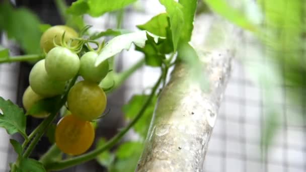 Kirschtomaten Wachsen Auf Dem Baum — Stockvideo