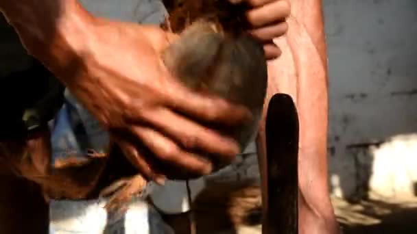 Menschenhände Zeigen Wie Man Die Kokosnussschale Mit Traditioneller Methode Öffnet — Stockvideo