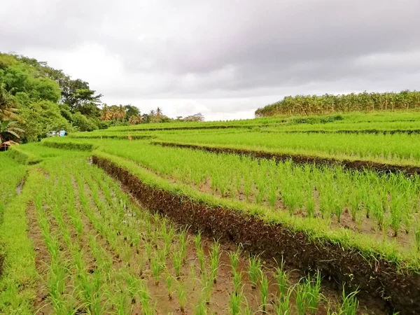 Reisfeld Mit Kleinen Reispflanzen — Stockfoto