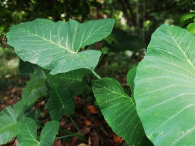 Taro plant or the Elephant Ear plant grouwth in the garden 