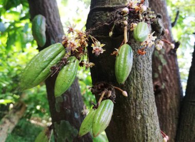 Cacao fruits growth on the tree