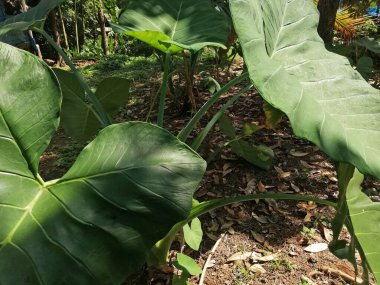 Taro plant or the Elephant Ear plant growth in the garden 