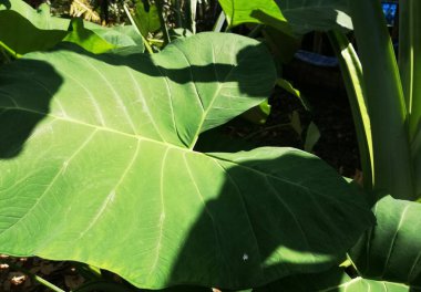 Taro plant or the Elephant Ear plant growth in the garden 