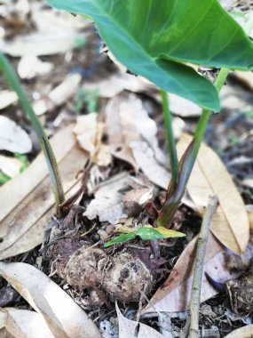 Taro plant or the Elephant Ear plant grouwth in the garden 