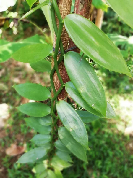 プランテーションでのバニラ植物の成長 — ストック写真