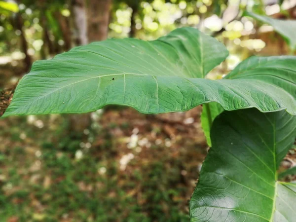 Taro Plant Elephant Ear Plant Grouwth Garden — Photo