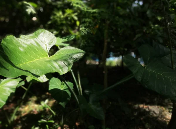 庭の太郎植物や象の耳植物の成長 — ストック写真