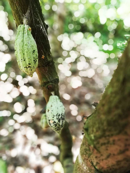 Crescita Frutti Cacao Sull Albero — Foto Stock