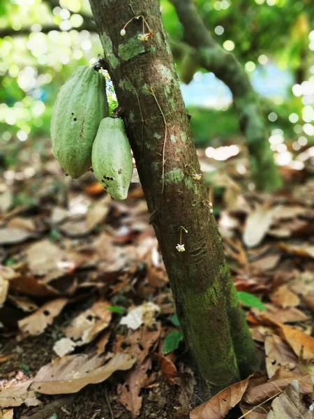 Crescita Frutti Cacao Sull Albero — Foto Stock