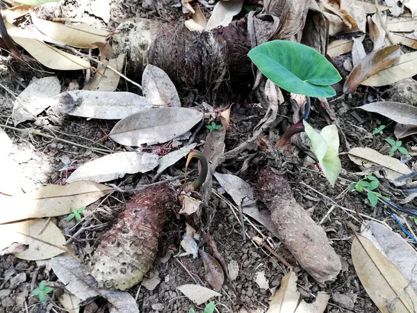 Τάρο Φυτό Elephant Ear Growth Στον Κήπο — Φωτογραφία Αρχείου