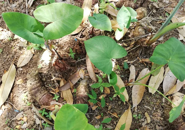 Taro Plant Elephant Ear Plant Grouwth Garden — Stock Photo, Image