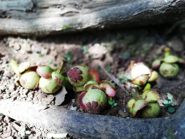 Buah Manggis Dalam Kondisi Muda Hijau Sedikit Melompati Lantai Taman — Stok Foto