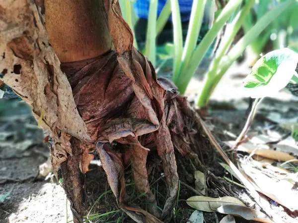 Planta Taro Crescimento Planta Orelha Elefante Jardim — Fotografia de Stock