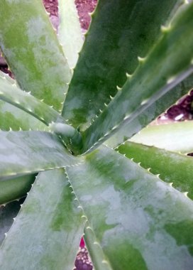 Aloe Vera in close up with frsh green color