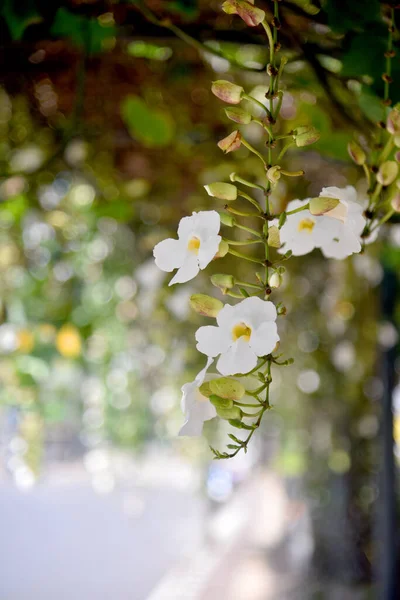 Bokeh Arkaplanlı Güneşli Bir Günde Beyaz Çiçek — Stok fotoğraf