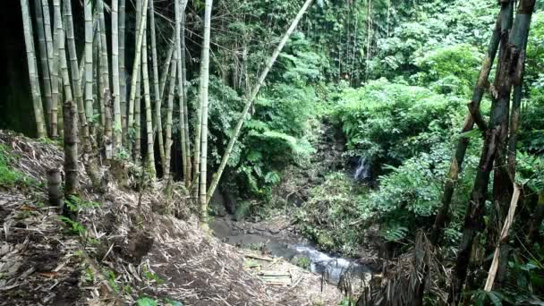 Crecimiento Árboles Bambú Silvestres Bosque — Vídeo de stock