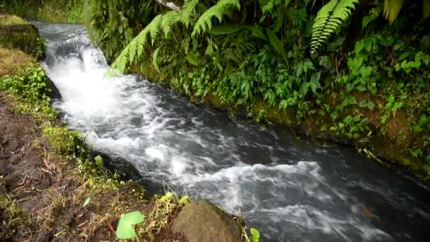 Sungai Kecil Hutan Dengan Air Jernih Yang Halus — Stok Video