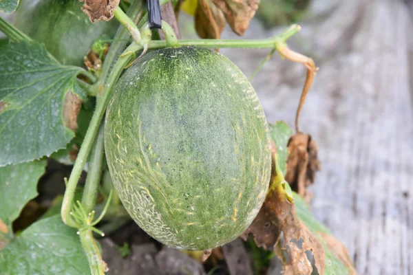 Buah Melon Madu Pertumbuhan Segar Pohon Lapangan — Stok Foto