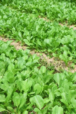 Pakcoy sebzeleri tarlada taze yetişiyor.