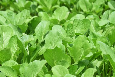 Pakcoy sebzeleri tarlada taze yetişiyor.