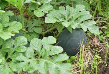 Yeşil renkli karpuz tarladaki ağaçta taze yetişiyor.