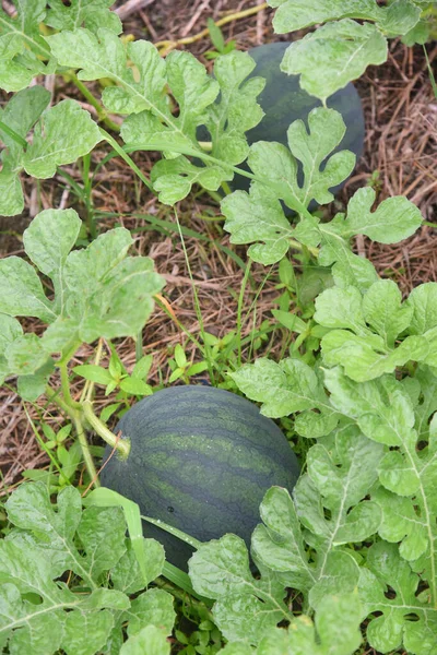 Air Melon Dalam Warna Hijau Pertumbuhan Segar Pohon Lapangan — Stok Foto
