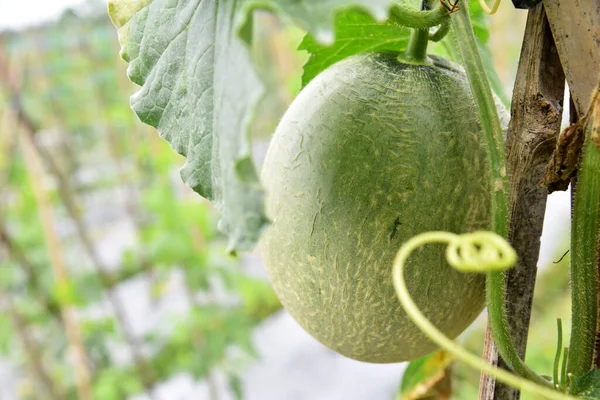 Buah Melon Madu Pertumbuhan Segar Pohon Lapangan — Stok Foto
