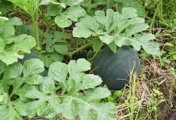 Air Melon Dalam Warna Hijau Pertumbuhan Segar Pohon Lapangan — Stok Foto