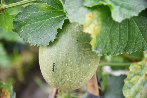 Buah Melon Madu Pertumbuhan Segar Pohon Lapangan — Stok Foto