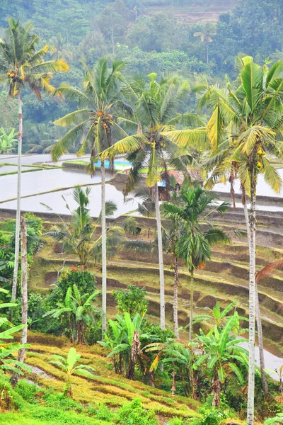 バリ島インドネシアのタバナン県のババハーン村の棚田で 水の灌漑とヤシの木 — ストック写真
