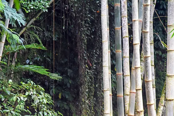 Crescimento Bambu Selvagem Floresta — Fotografia de Stock