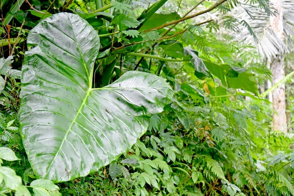 Tanaman Taro Dengan Daun Hijau Besar Pertumbuhan Liar Alam — Stok Foto