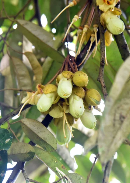 Durian Gyümölcs Virág Hrowth Friss Fán — Stock Fotó