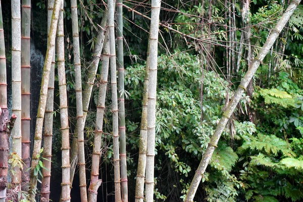 Croissance Des Bambous Sauvages Dans Forêt — Photo