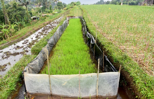 Reispflanzensamen Der Kleinen Reisgärtnerei Inmitten Des Reisfeldes — Stockfoto