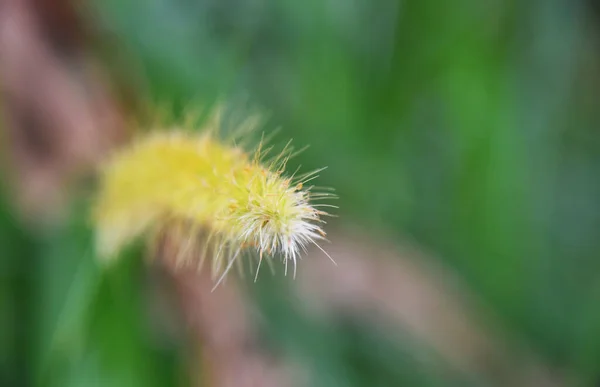 Crecimiento Flor Hierba Salvaje Naturaleza Con Color Verde Amarillo —  Fotos de Stock