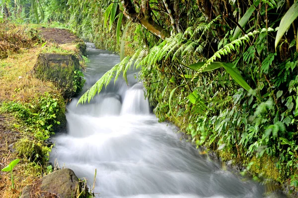Маленькая Река Лесу Гладкой Чистой Водой — стоковое фото