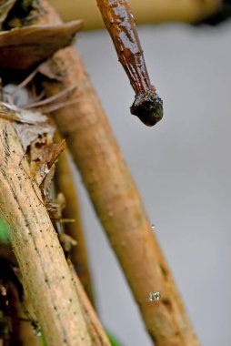 Küçük ağaçtan küçük su damlaları