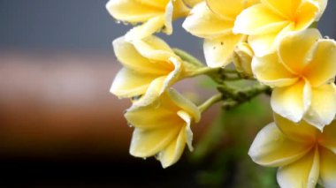 Frangipani flower in yellow color during rain in wet condition