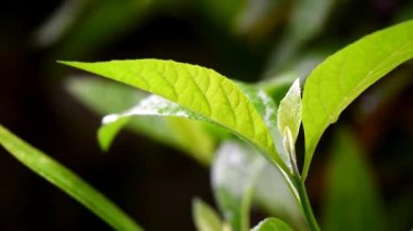 Yağmur sırasında ıslak yeşil yapraklar