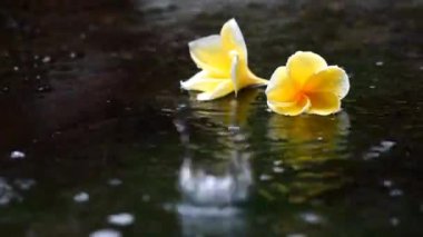 Yağmurun altında berrak su yansıması olan sarı renkli Frangipani çiçeği