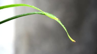 Yağmur sırasında ıslak yeşil yapraklar