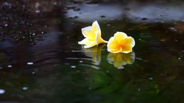 Λουλούδι Frangipani Κίτρινο Χρώμα Καθαρή Αντανάκλαση Νερού Κάτω Από Βροχή — Αρχείο Βίντεο