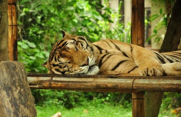 動物園の竹のテーブルの上で寝るタイガー — ストック写真