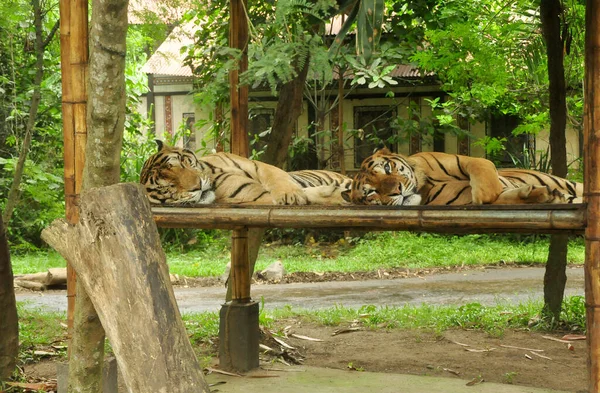 動物園の竹のテーブルの上で寝るタイガー — ストック写真