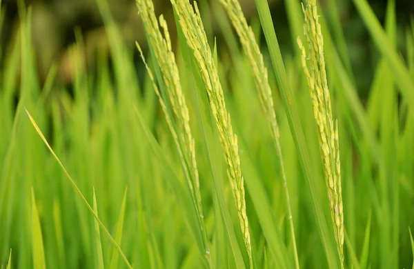 Detail Rýžových Fazolí Zeleným Listovým Pozadím — Stock fotografie