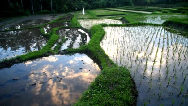 Reisfelder Mit Kleinen Reispflanzen — Stockvideo