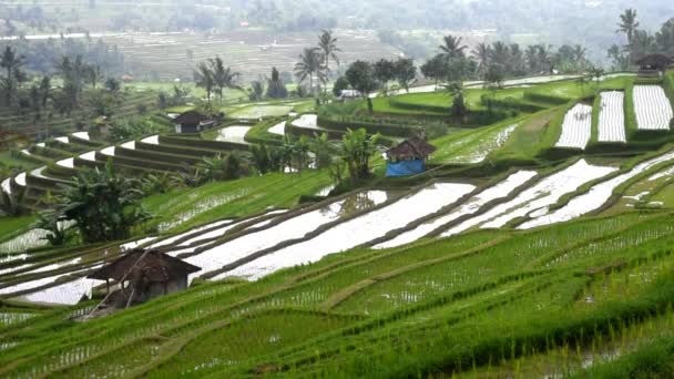 Sawah Sawah Sawah Dengan Tanaman Padi Kecil — Stok Video