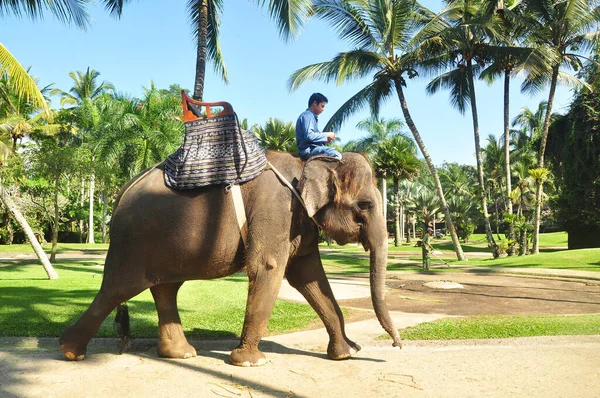Bali Indonesia 2016年8月28日 印度尼西亚巴厘Ubud Taro村 Elephants Safari Park 的苏门答腊象 — 图库照片